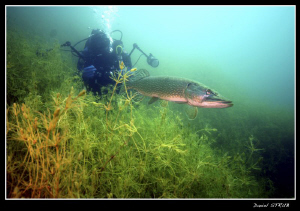 Fisrt Pike since long time !!! great dive. by Daniel Strub 
